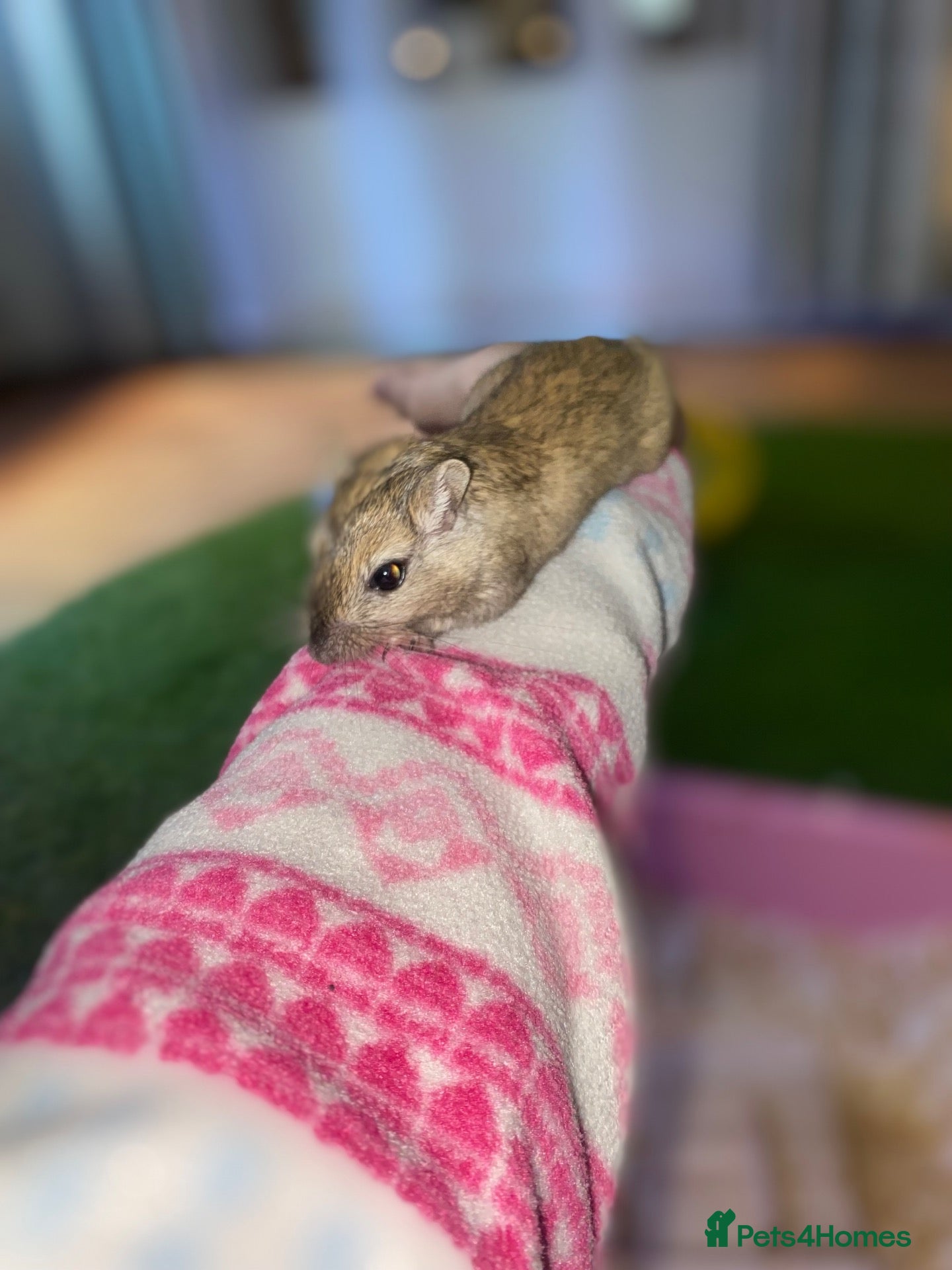 Mixed Breed dogs 🐭Two Female Gerbils Looking for a New Home🐭 - Advert 21