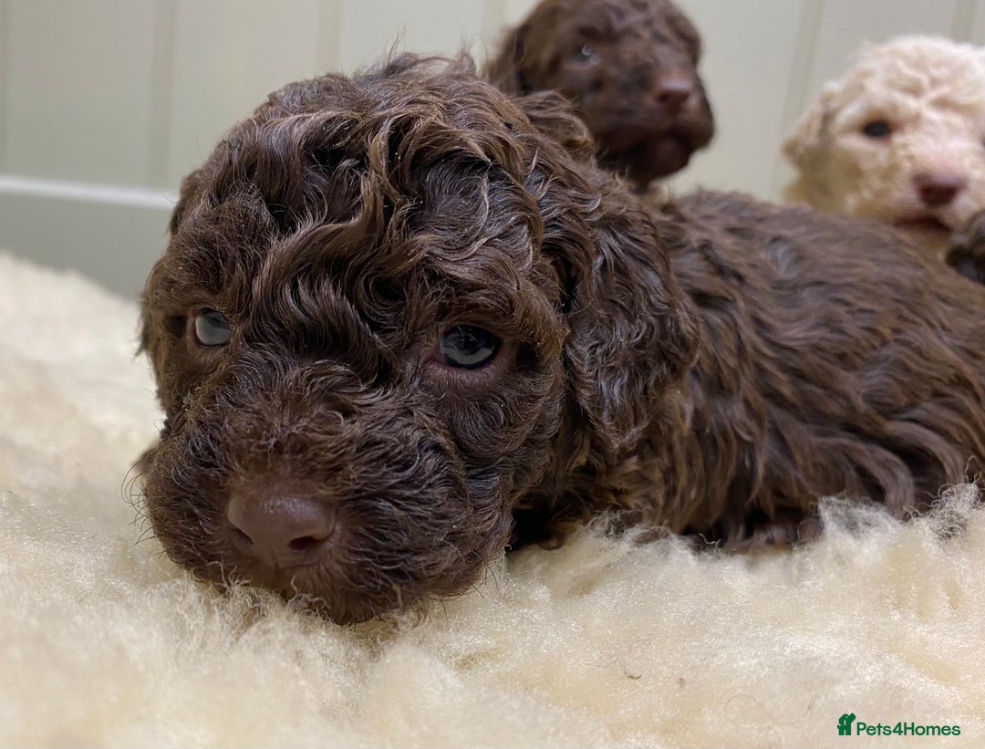 Lagotto Romagnolo dogs for sale: Lagotto romagnolo Puppies  - Advert 4