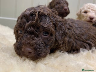 Lagotto Romagnolo dogs Lagotto romagnolo Puppies - Advert 1