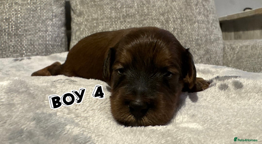 Cavapoo dogs for sale: F2 Toy Cavapoo puppies - Advert 10