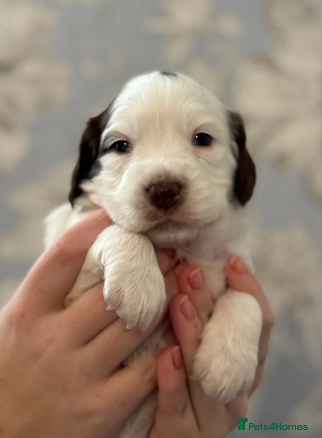 Sprocker dogs for sale: Beautiful Sprocker Spaniel pups  - Advert 19