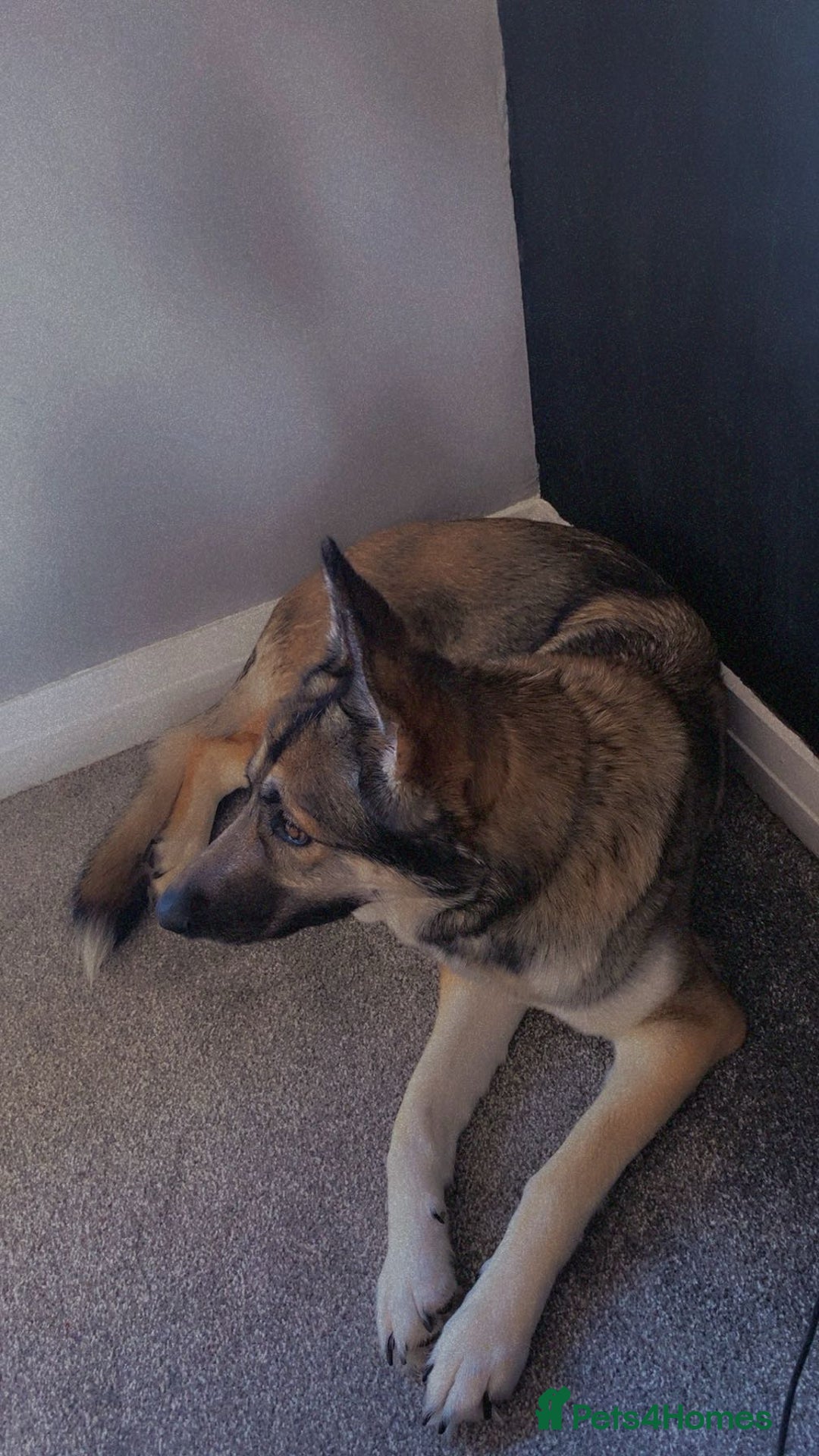 German Shepherd dogs for sale: River female German shepherd  - Advert 6