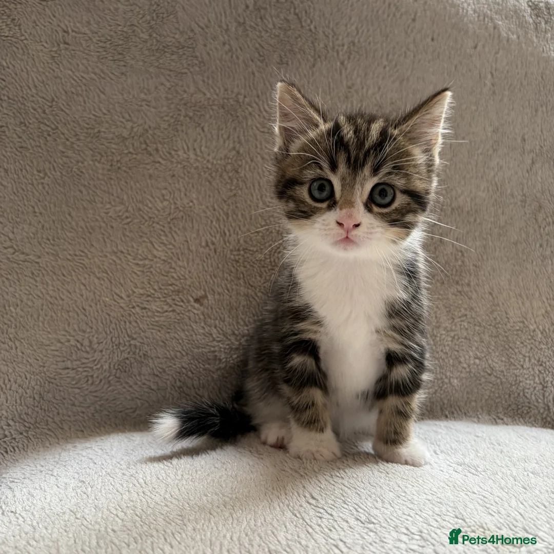 Mixed Breed cats for sale: Adorable Kittens Looking for Their Forever Home - Advert 33