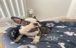 French Bulldog dogs for sale: French Bulldog (Blu) - Image 8