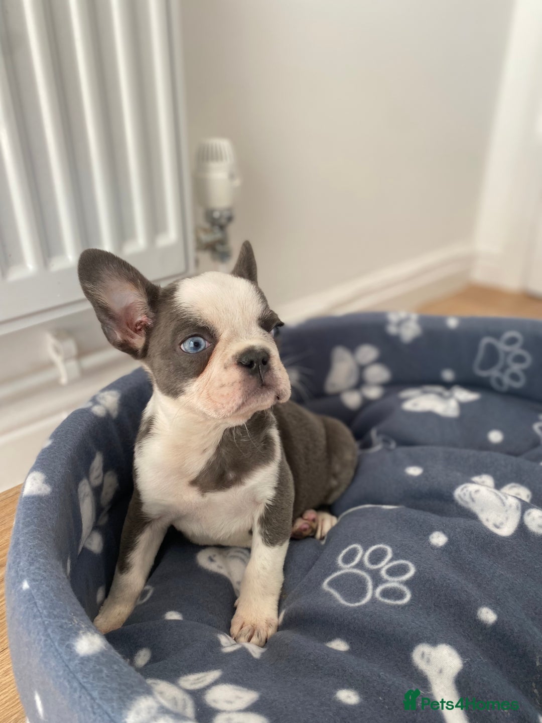 French Bulldog dogs for sale: French Bulldog (Blu) - Image 8