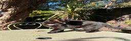 Mixed Breed cats for sale: 2 cats looking for a new home in London - Advert 8
