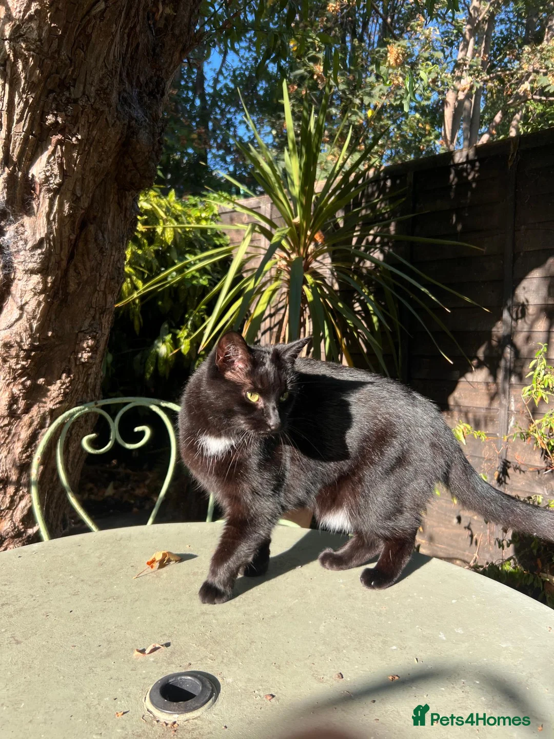 Mixed Breed cats for sale: 2 cats looking for a new home in London - Advert 8