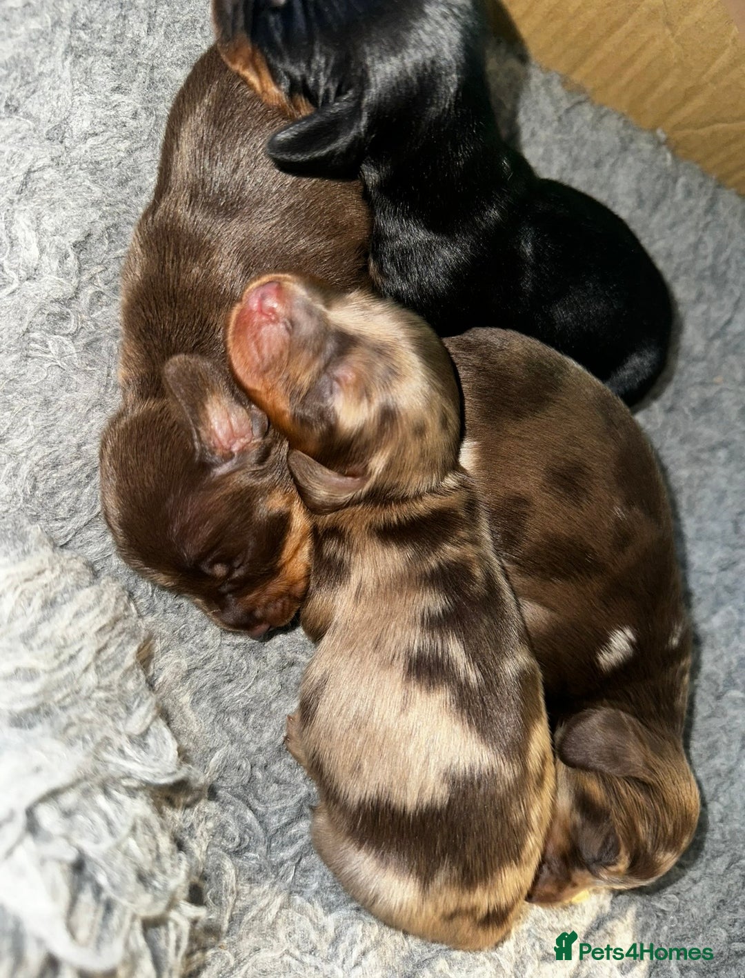 Miniature Dachshund dogs for sale: Beautiful mini dachshund puppies kc reg - Advert 3