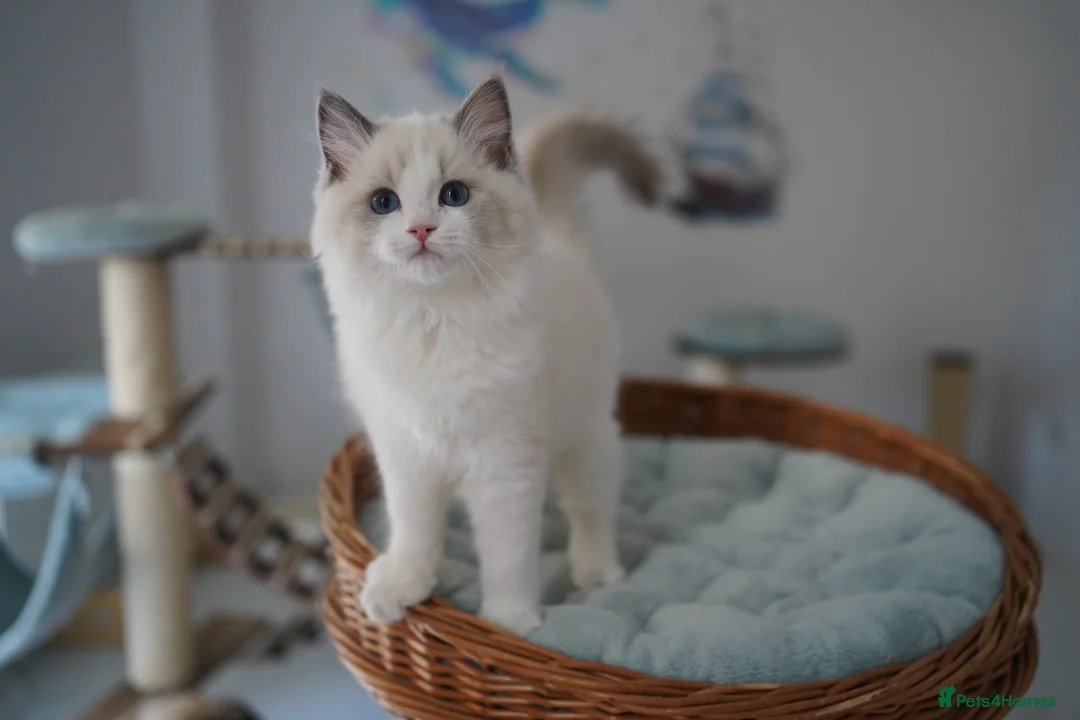 Ragdoll cats for sale: TICA registered kittens - Advert 2