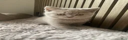 British Shorthair cats for sale: ✨Stunning Lilac  British Shorthair GCCF ✨ - Advert 18