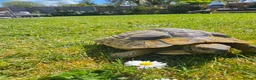 Hermann Tortoise reptiles for sale: Hermann tortoise for sale in Burnham-on-Sea - Advert 2