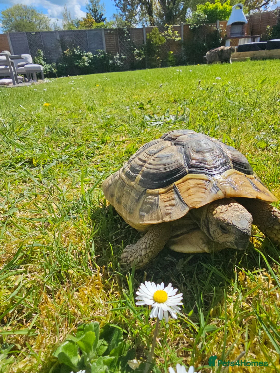 Hermann Tortoise reptiles for sale: Hermann tortoise for sale in Burnham-on-Sea - Advert 2