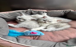 Scottish Fold cats for sale: 4 Scottish Straight Boys  - Image 14