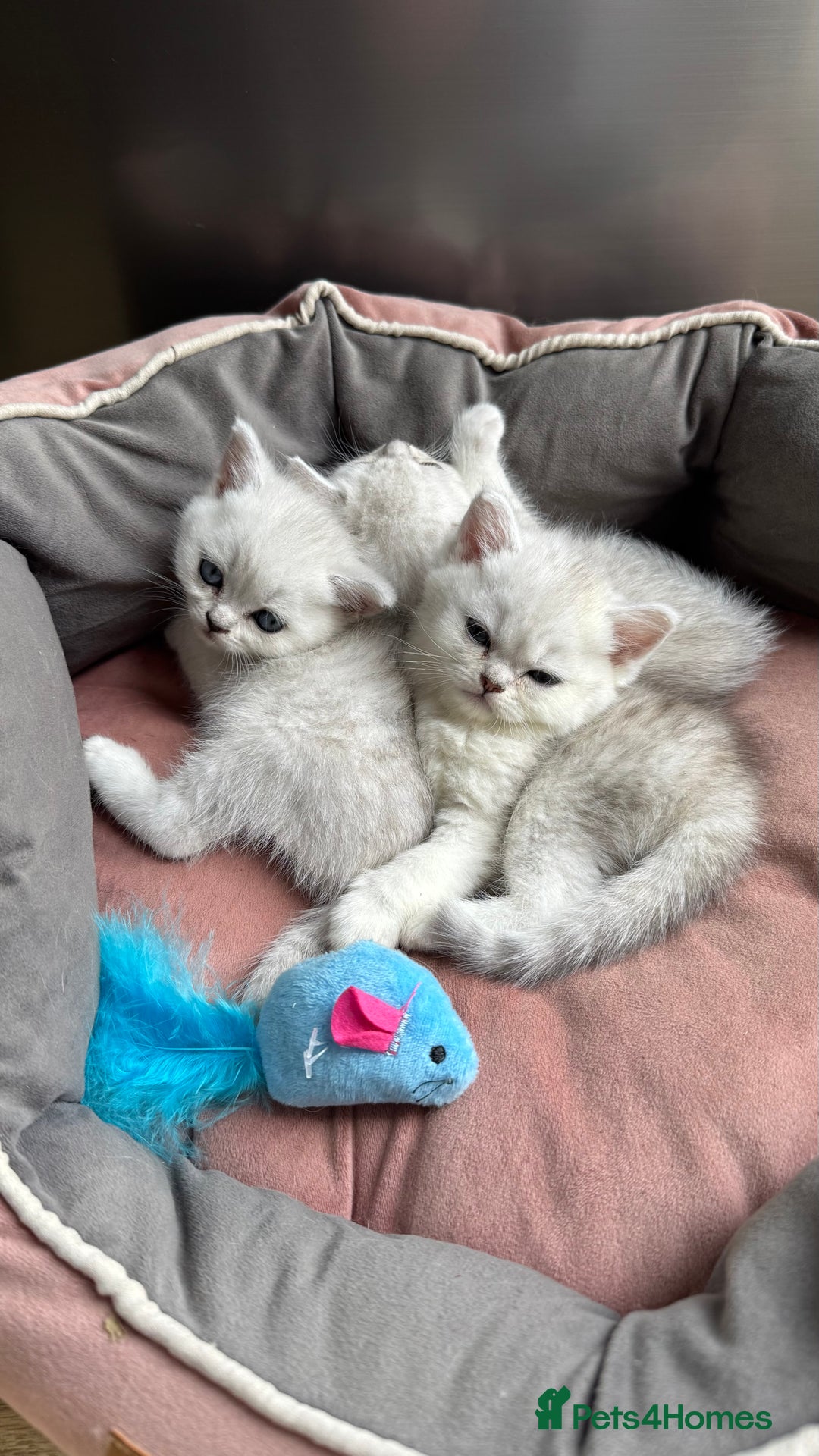 Scottish Fold cats for sale: 4 Scottish Straight Boys  - Image 14