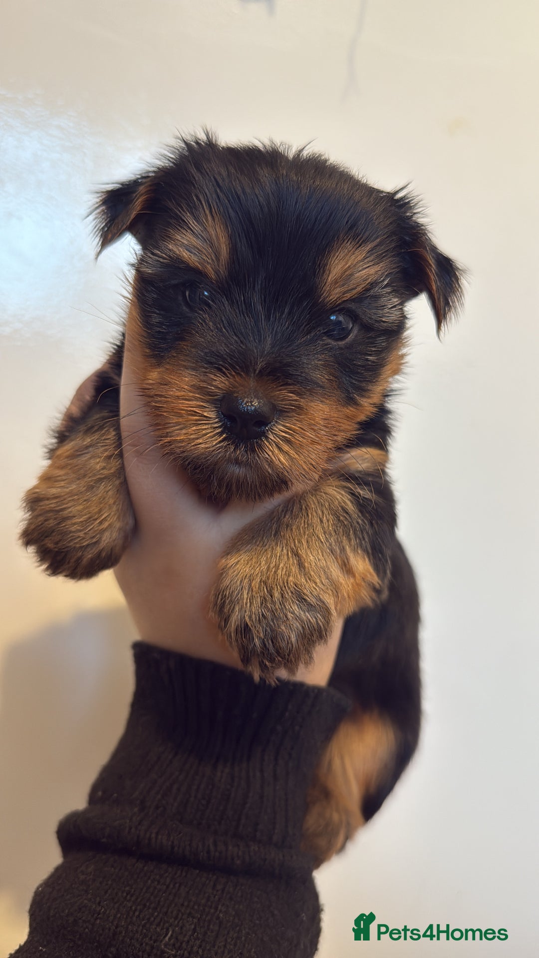 Yorkshire Terrier dogs for sale: Yorkie terrier  - Advert 3