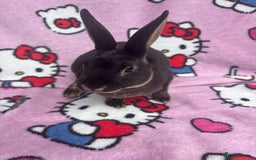 Rex rabbits for sale: Baby rex rabbits - ready to go - Image 13