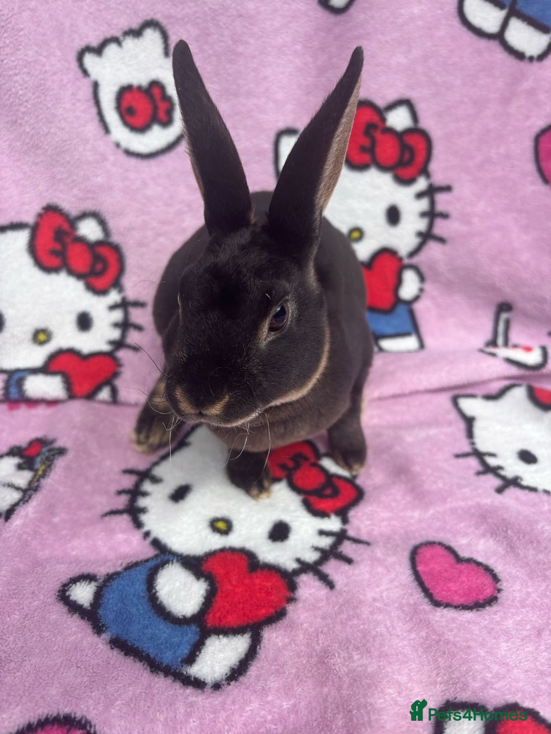 Rex rabbits for sale: Baby rex rabbits - ready to go - Image 13