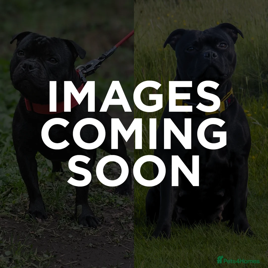 Staffordshire Bull Terrier dogs for sale: Blue & Black KC Staffie Puppies - Champ Bloodline - Advert 16