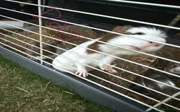Guinea Pig rodents for sale: Loving Guinea Pig Family Looking a New Home - Image 3