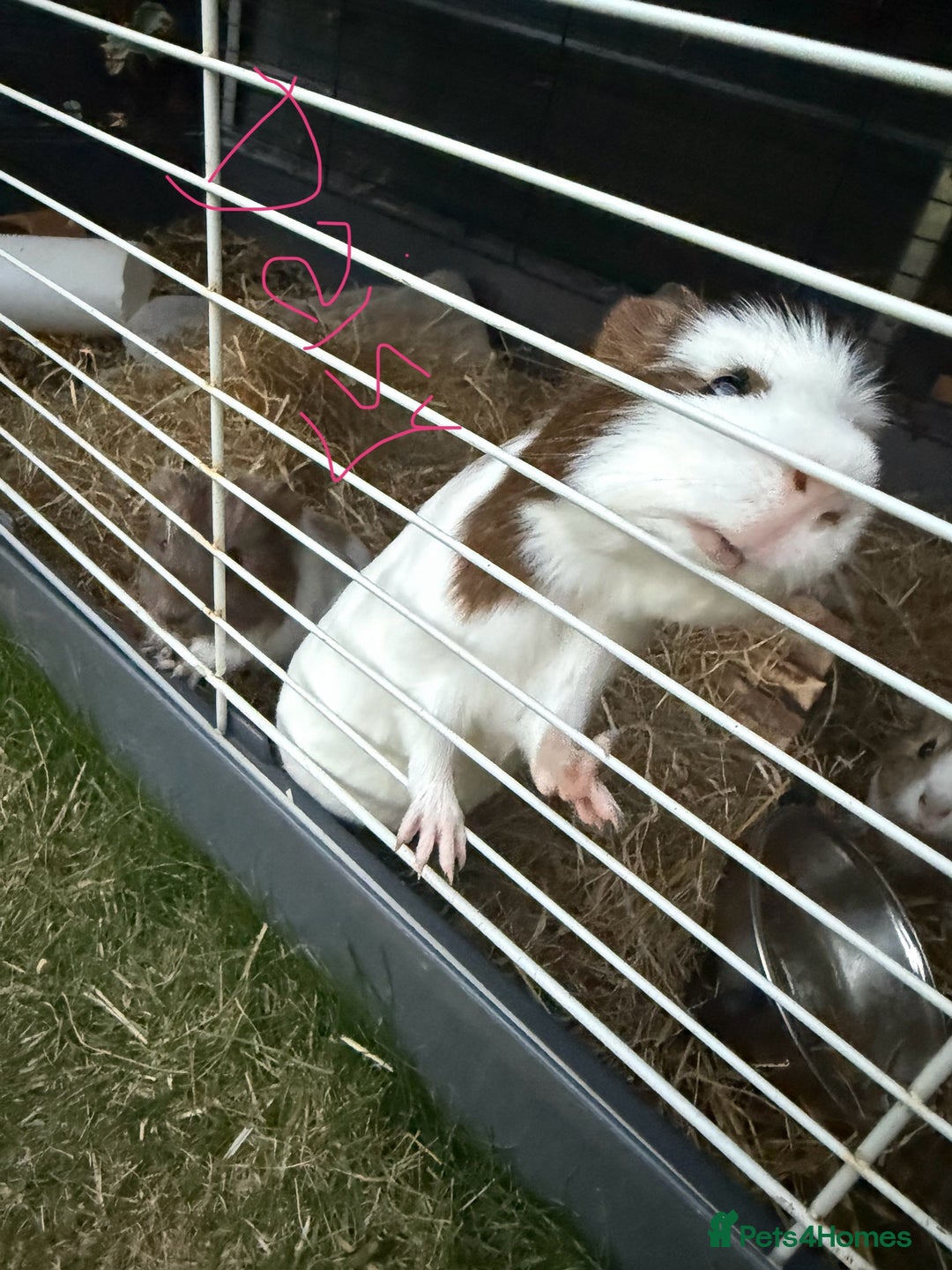 Guinea Pig rodents for sale: Loving Guinea Pig Family Looking a New Home - Image 3