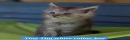 Maine Coon cats for sale: Beautiful fluffy Maine Coon pedigree kittens - Advert 12