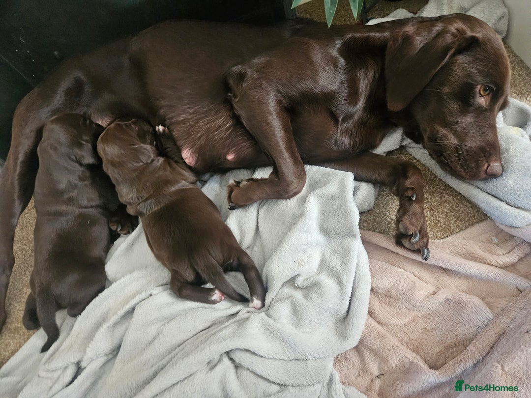 Springador dogs for sale: Two springador puppies - Image 17