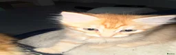 Mixed Breed cats for sale: Ginger Boys  - Advert 7