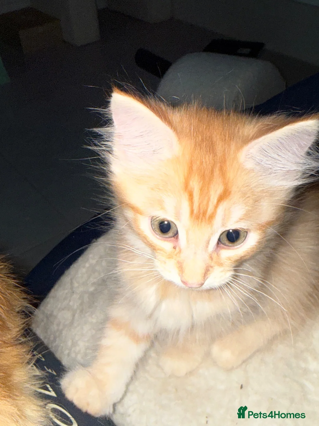 Mixed Breed cats for sale: Ginger Boys  - Advert 7