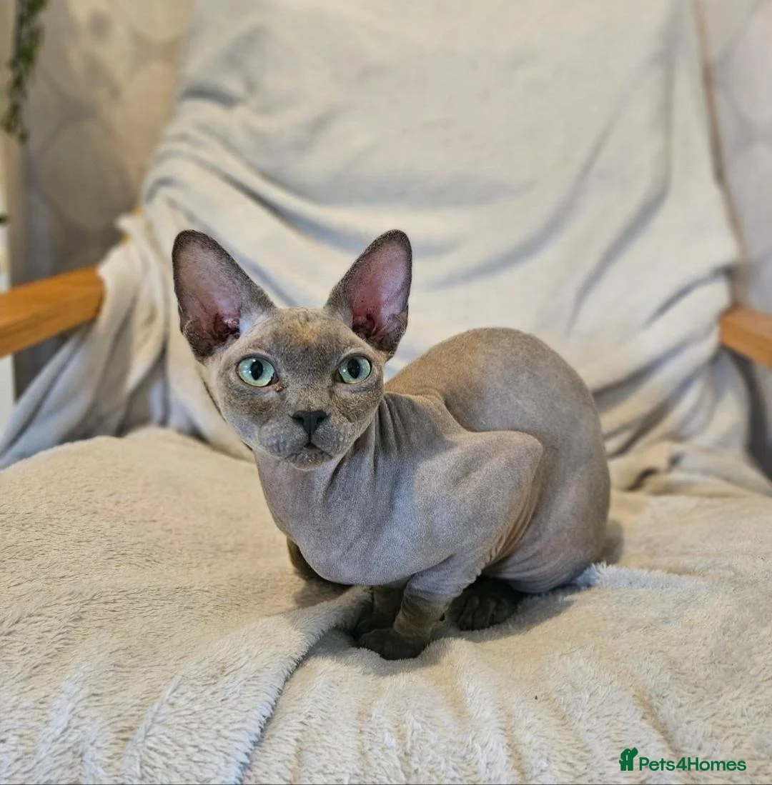 Sphynx cats for sale: Cuddly, friendly sphynx cat in Whitchurch - Advert 2