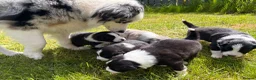 Mixed Breed dogs for sale: ✨ Beautiful Border Aussie Puppies ✨ - Advert 4