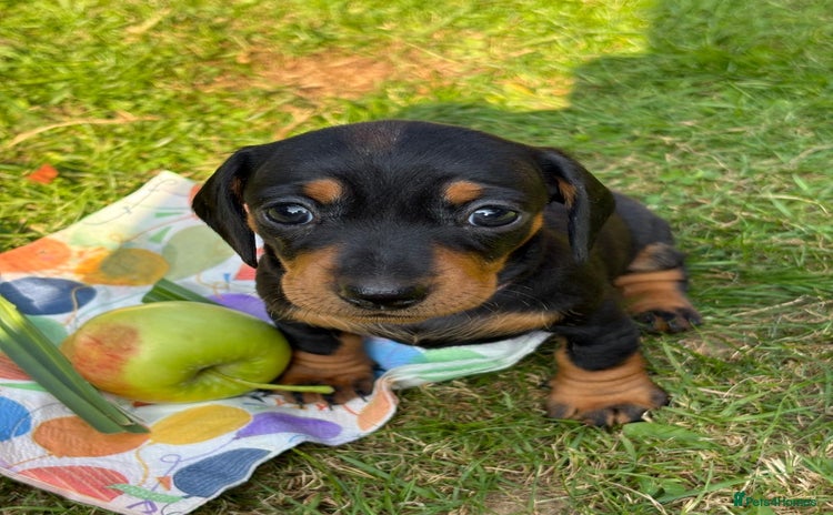 Miniature Dachshund dogs - Advert 1