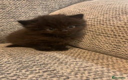 British Longhair cats for sale: Kitten for sale -Highbridge- - Image 3
