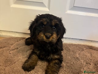 Cockapoo dogs F1 cockerpoo puppies - Advert 6