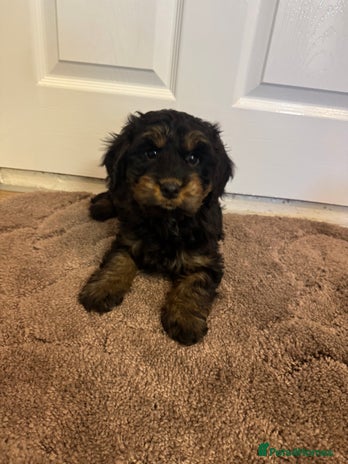 Cockapoo dogs F1 cockerpoo puppies - Advert 4