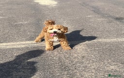 Cockapoo dogs for stud: Bruno  - Image 4