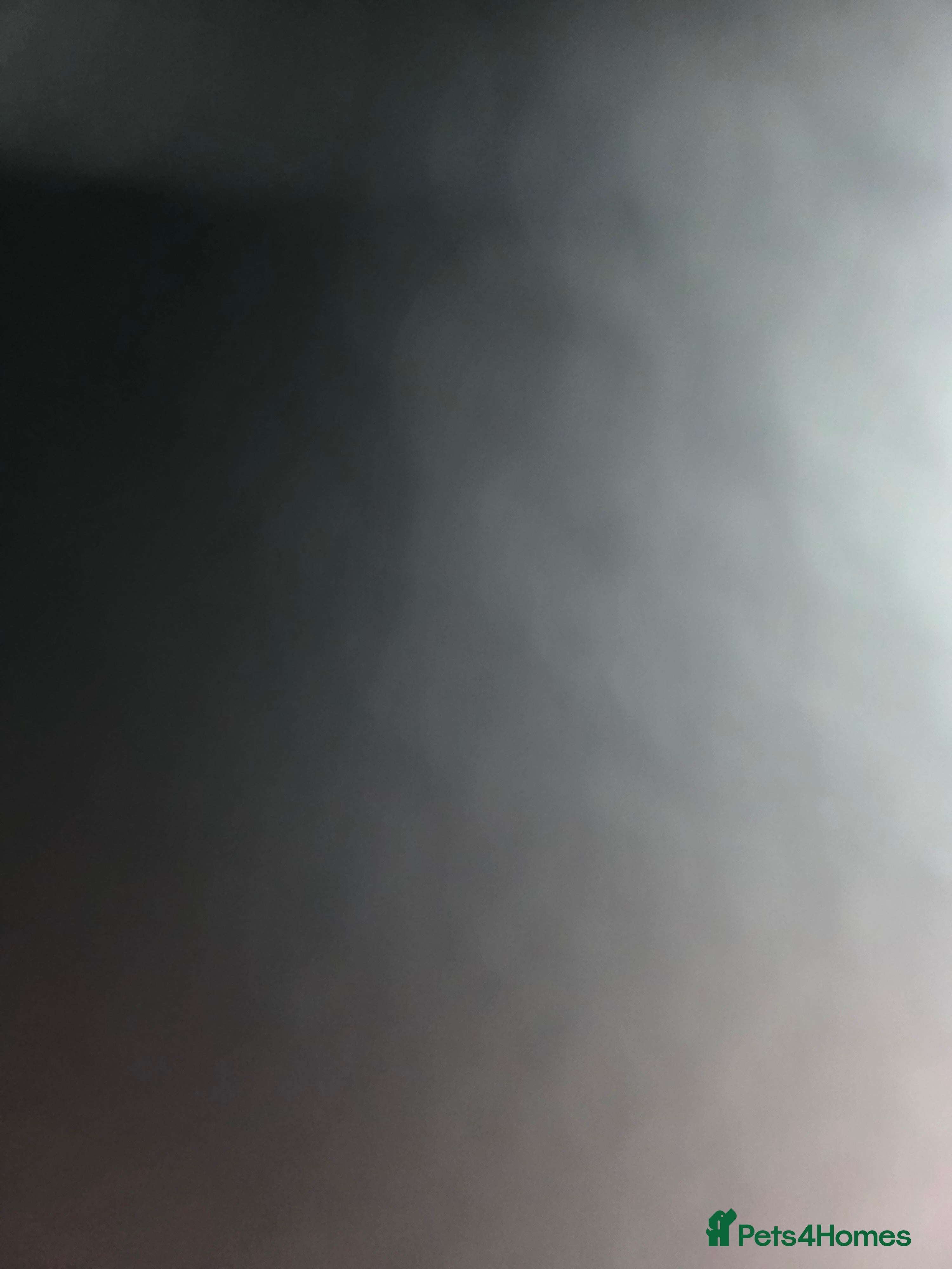 Bengal cats Female silver bengal  - Advert 1