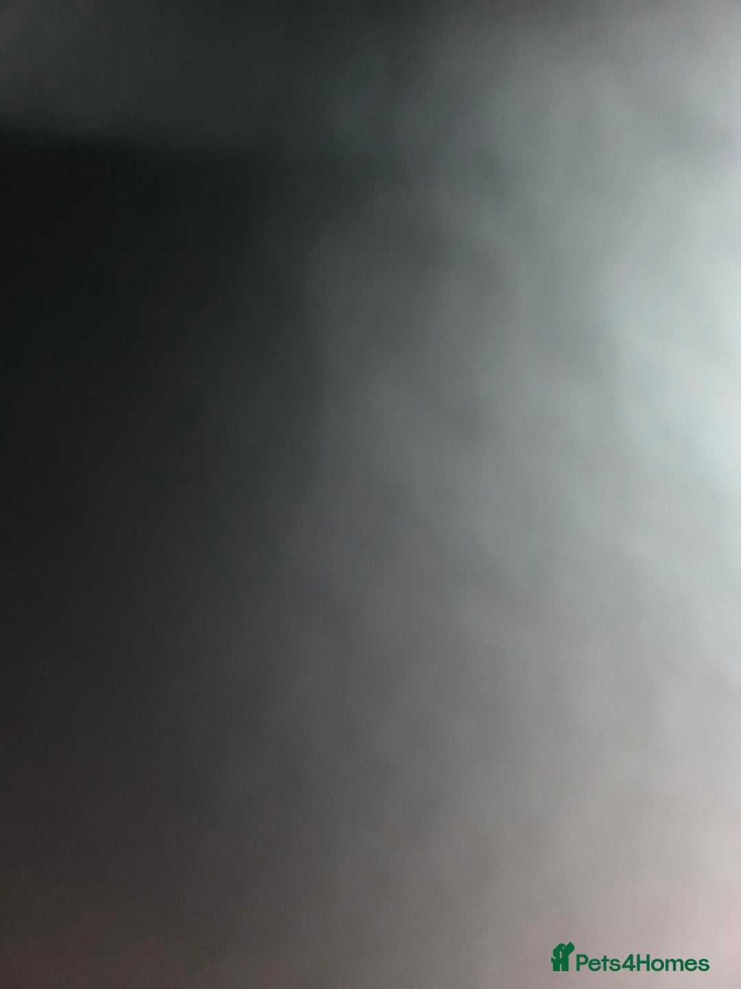 Bengal cats for sale: Female silver bengal  - Advert 1