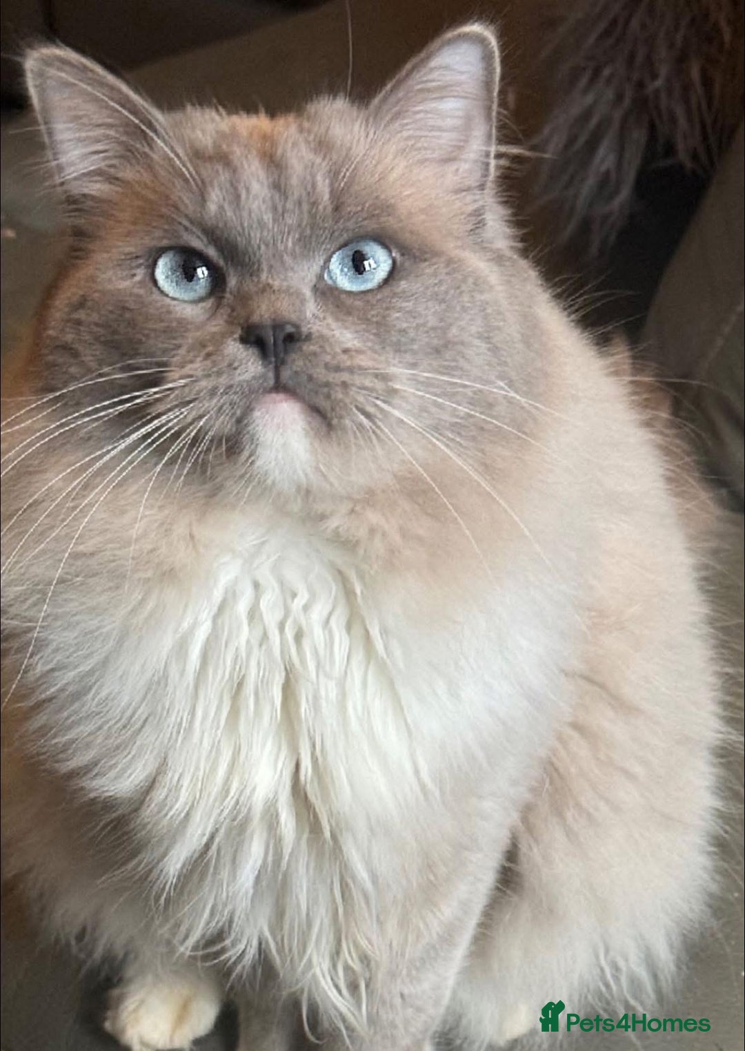 Ragdoll cats for sale: Tortie flame mink sepia tica  - Image 5