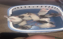 Rat rodents for sale: Rat pups - Image 11