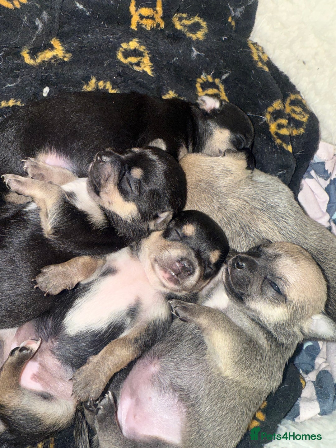 Mixed Breed dogs for sale: Puppies for sale - Advert 6