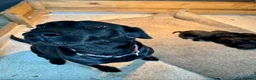 Labrador Retriever dogs for sale: Gorgeous Lab Pups KC reg/health tested parents in Sandbach - Advert 1
