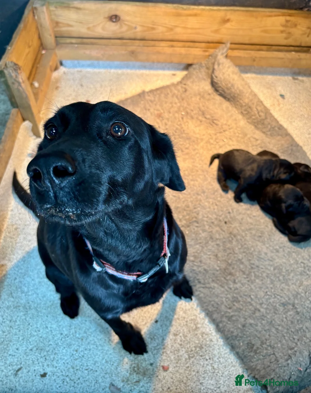 Labrador Retriever dogs for sale: Gorgeous Lab Pups KC reg/health tested parents in Sandbach - Advert 1