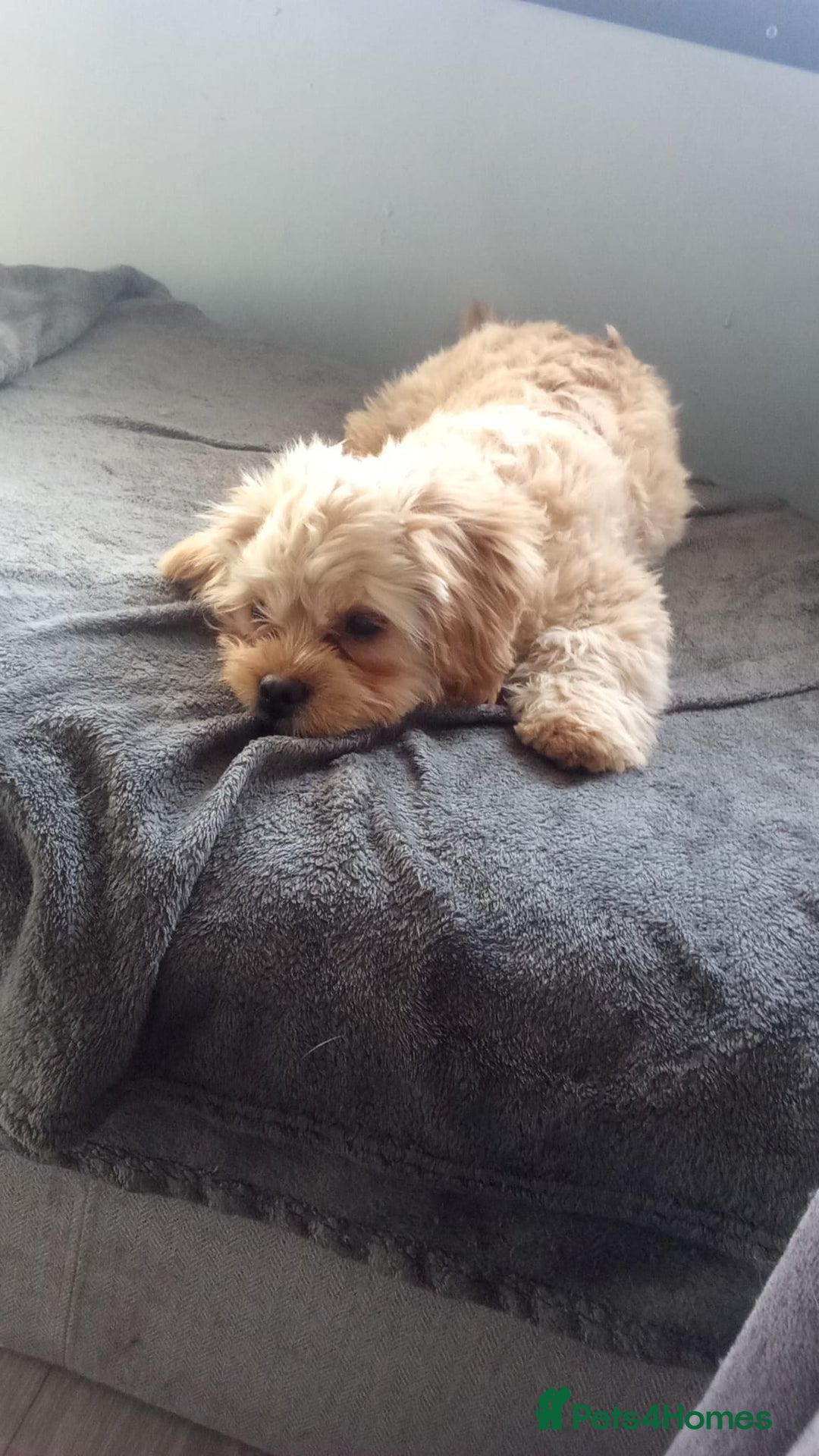 Mixed Breed dogs for sale: Pulled cross poodle dog - Image 4