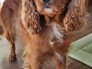 Cavalier King Charles Spaniel dogs - Advert 17