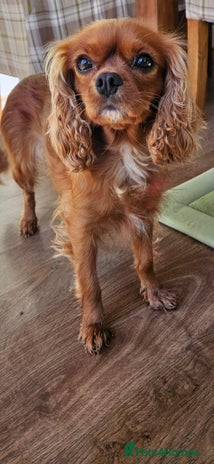 Cavalier King Charles Spaniel dogs - Advert 1