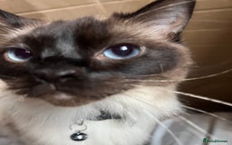 Ragdoll cats for sale: Ragdoll 3 years old Missy female  - Image 10