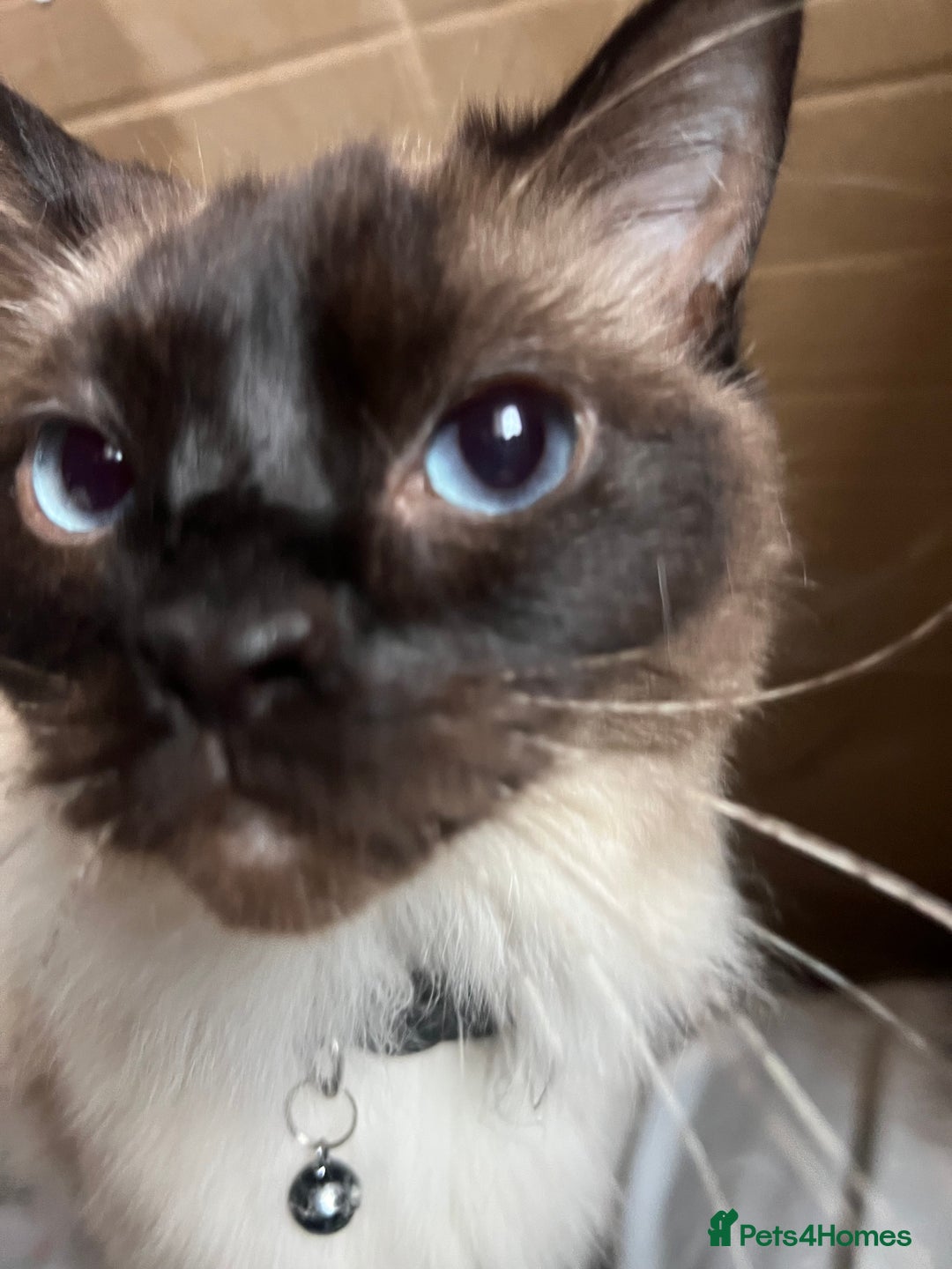 Ragdoll cats for sale: Ragdoll 3 years old Missy female  - Image 10