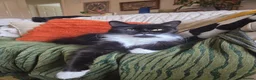 Mixed Breed cats for sale: Domestic kittens for sale  - Advert 3