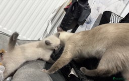 Ragdoll cats for sale: Ragdoll x main coon x British shorthair mix  - Image 4