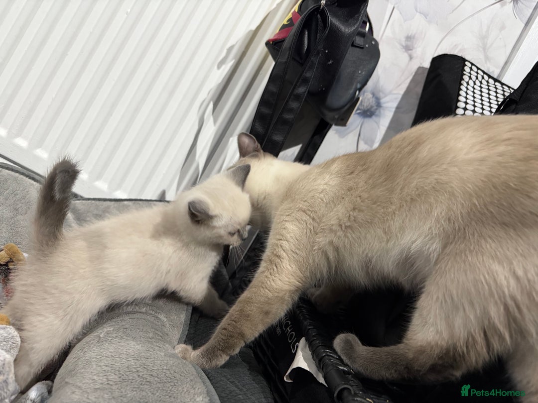 Ragdoll cats for sale: Ragdoll x main coon x British shorthair mix  - Image 4